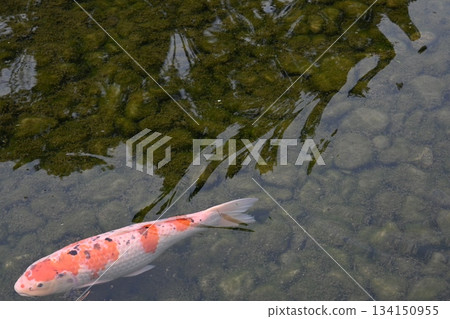 鯉魚 鯉魚 134150955