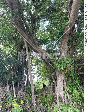 A black cat standing under a big tree A black cat standing under a big tree 134151344