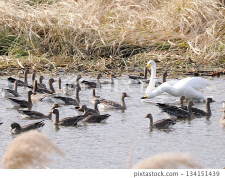 Whooper swans and white-fronted geese floating in a swamp Whooper swans and white-fronted geese floating in a swamp 134151439