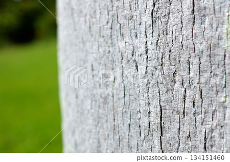 華盛頓棕櫚樹皮 134151460