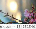 河津櫻花在波光粼粼的水面上閃耀。 134151540