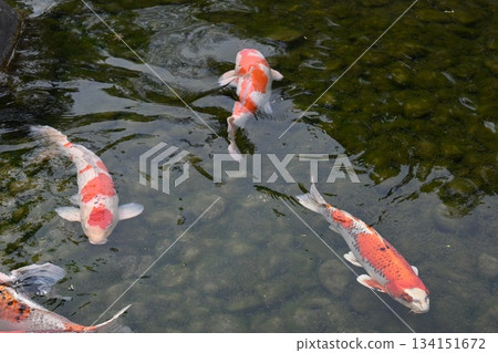 Elegant swimming carp 134151672