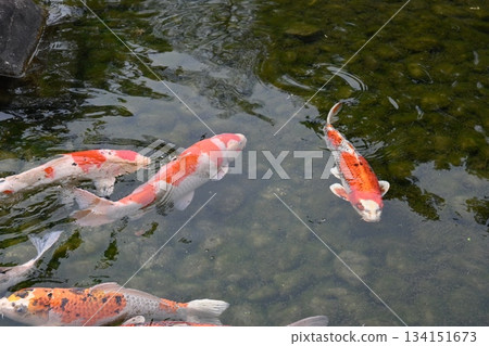 Elegant swimming carp 134151673
