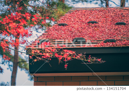 屋頂上散落著落葉 [深秋景象] 134151704