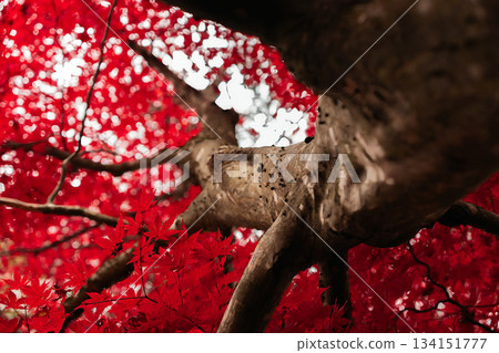 The impressive trunks and the vivid red of the maple leaves The impressive trunks and the vivid red of the maple leaves 134151777
