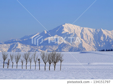 越後駒岳的雪山和遍布山楂樹的雪原。 越後駒岳的雪山和遍布山楂樹的雪原。 134151797