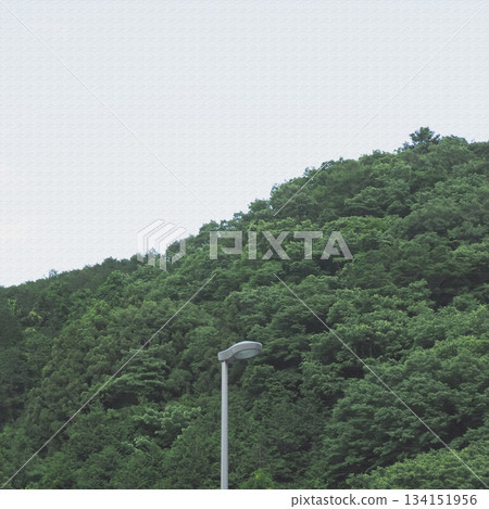 A landscape with streetlights where the forest and the city intersect. Illustrated photo. A landscape with streetlights where the forest and the city intersect. Illustrated photo. 134151956