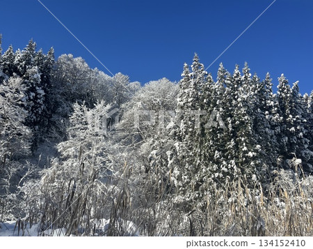 白雪皚皚的森林景色 白雪皚皚的森林景色 134152410
