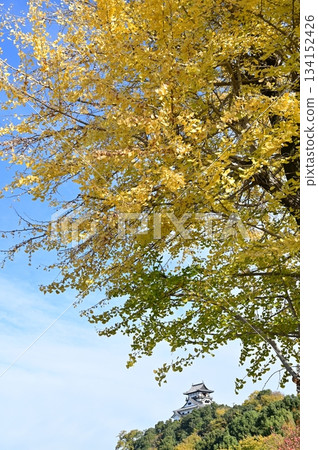 城堡天守閣和銀杏樹(犬山城) 城堡天守閣和銀杏樹(犬山城) 134152426