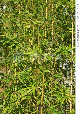 Bamboo (Poaceae) Bamboo genus 134152543