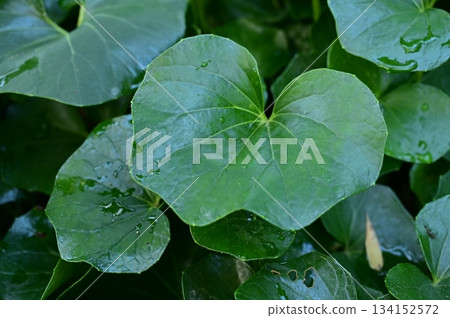 Leaves of Japanese silverleaf (Asteraceae) 134152572
