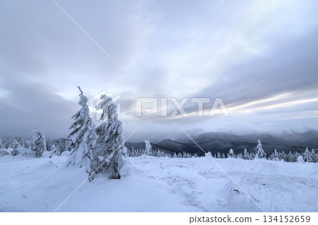 Winter blue landscape. Spruce tree in deep snow on mountain clearing on cold sunny day on copy space background of cloudy sky. 134152659