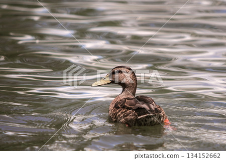Wild nice brown bird female duck floating in bright lit by sun clear sparkling pond or lake water. Wild nice brown bird female duck floating in bright lit by sun clear sparkling pond or lake water. 134152662