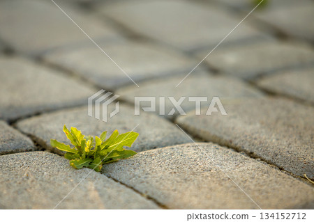 Weed plants growing between concrete pavement bricks. Weed plants growing between concrete pavement bricks. 134152712