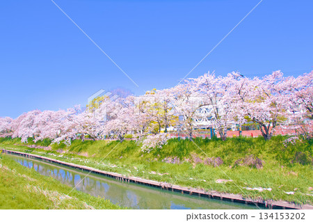 【愛知縣】岩倉市五條川沿岸的櫻花 【愛知縣】岩倉市五條川沿岸的櫻花 134153202