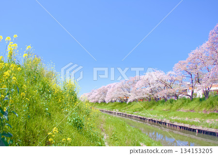 【愛知縣】岩倉市五條川沿岸的櫻花 134153205