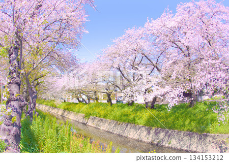 [Aichi Prefecture] Cherry Blossoms Along the Gojo River in Iwakura City 134153212