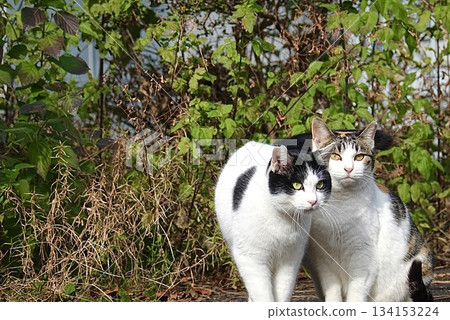 好朋友Nyanko 好朋友Nyanko 134153224