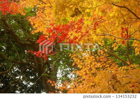 改變葉子的Momiji 改變葉子的Momiji 134153232