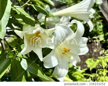 初夏盛開的白色百合花，復活節百合的特寫 134153252