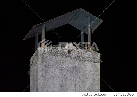 Spooky Owl Perched on a Chimney at Night Spooky Owl Perched on a Chimney at Night 134153309