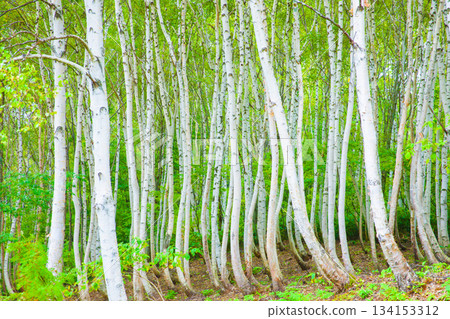 White birch forest White birch forest 134153312