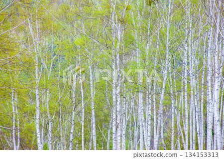 White birch forest 134153313