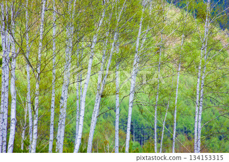 白樺林 134153315