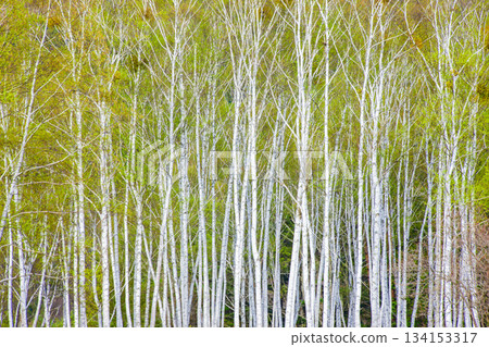 White birch forest 134153317