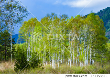 白樺林 134153319