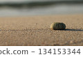 Close-up of a sea urchin shell lying on the sand 134153344