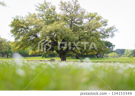 Park landscape with old oak tree and benches Park landscape with old oak tree and benches 134153349