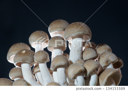 Beech Shimeji 134153389