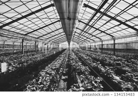 Monochrome greenhouses, geometric structures and strawberry seedlings Monochrome greenhouses, geometric structures and strawberry seedlings 134153483