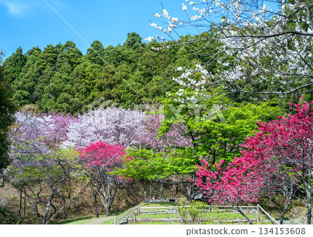 西名寺歷史公園的春花，包括重瓣櫻花，正值盛開。 134153608