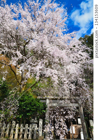 京都大豐神社(京都府京都市左京區)的櫻花很美 京都大豐神社(京都府京都市左京區)的櫻花很美 134153609