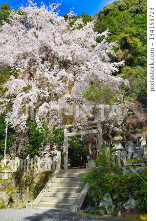 京都大豐神社（京都府京都市左京區）的櫻花很美 134153723