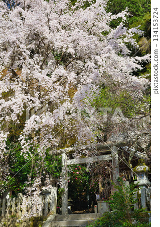 Beautiful cherry blossoms at Otoyo Shrine, Kyoto (Sakyo Ward, Kyoto City, Kyoto Prefecture) 134153724