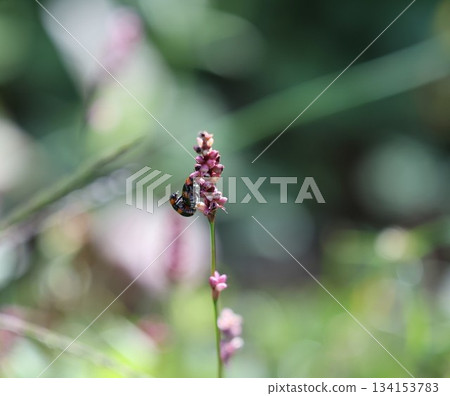 交配昆蟲 134153783