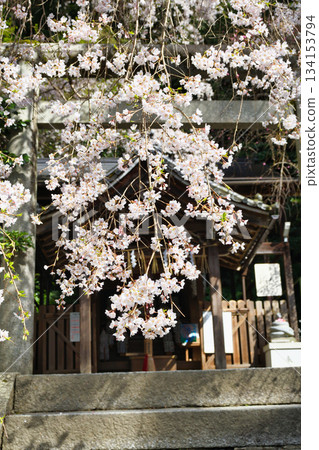 京都大豐神社（京都府京都市左京區）的櫻花很美 134153794