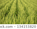水稻種植 134153820