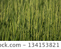 水稻種植 134153821