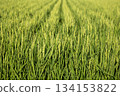 水稻種植 134153822