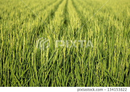 水稻種植 134153822