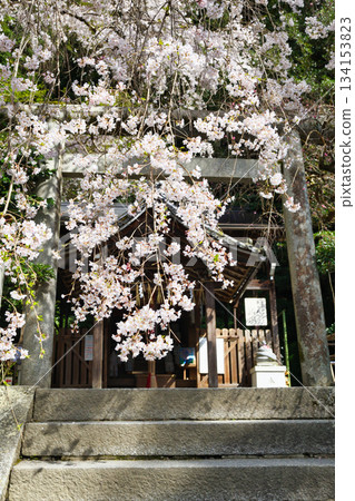 Beautiful cherry blossoms at Otoyo Shrine, Kyoto (Sakyo Ward, Kyoto City, Kyoto Prefecture) Beautiful cherry blossoms at Otoyo Shrine, Kyoto (Sakyo Ward, Kyoto City, Kyoto Prefecture) 134153823