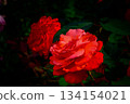 A big red rose blooming in the dark 134154021