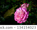 A big pink rose blooming in the dark 134154023