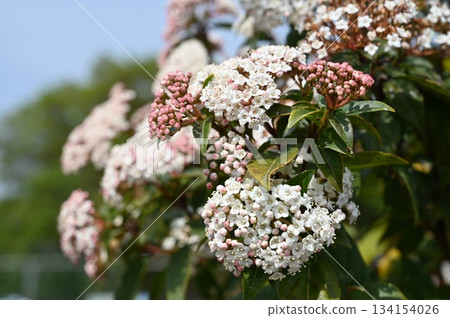 莢蓮屬(Caprifoliaceae)常綠灌木 莢蓮屬(Caprifoliaceae)常綠灌木 134154026