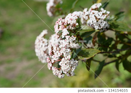 Viburnum tinus (Caprifoliaceae) evergreen shrub Viburnum tinus (Caprifoliaceae) evergreen shrub 134154035