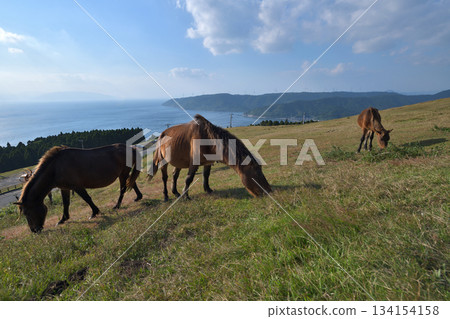 宮崎縣久島市東井岬的御崎馬 134154158